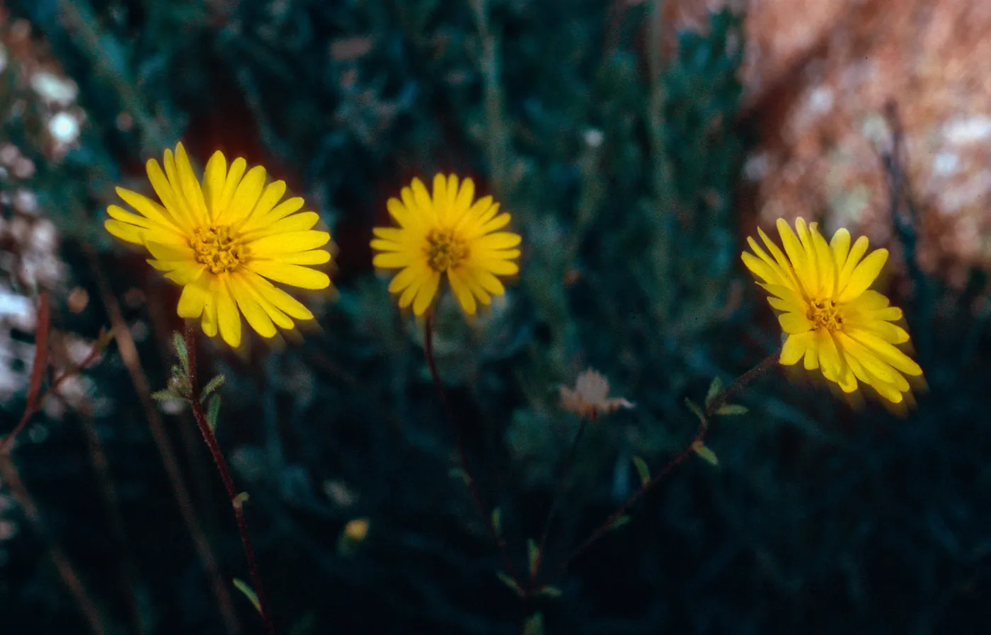 Madia elegans wheeleri, meadow #1, Yellowjacket Campground