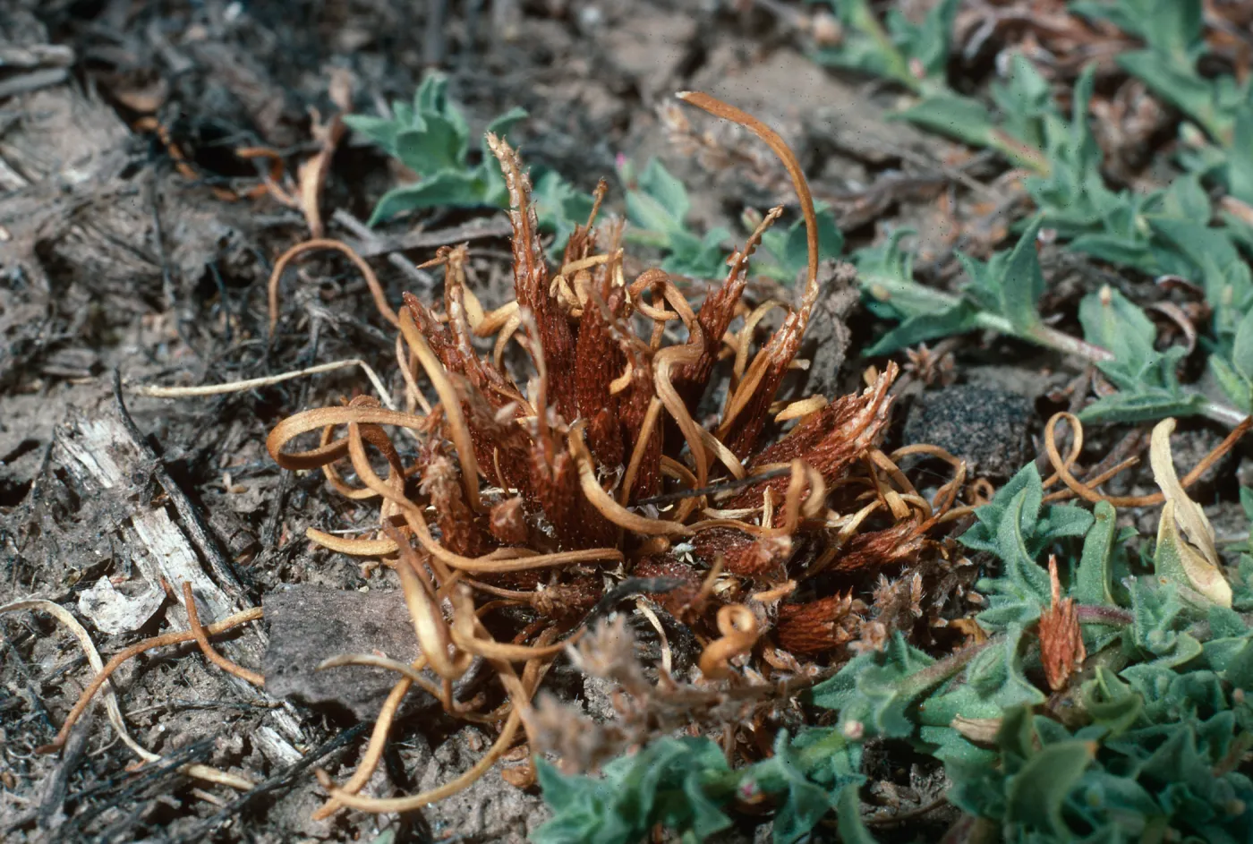 Myosurus, meadow #1, Yellowjacket Campground