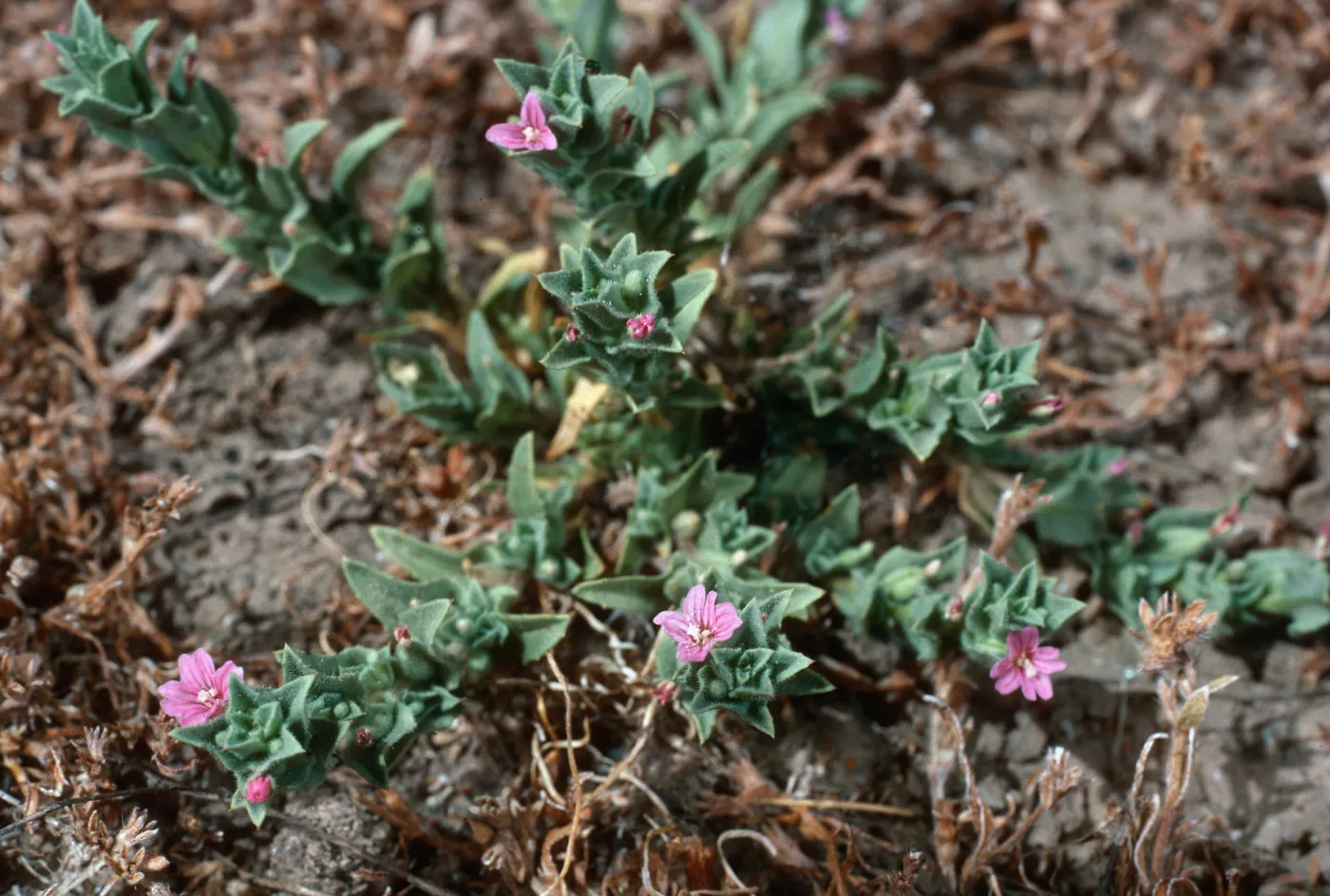 Boisduvalia, meadow #1, Yellowjacket Campground