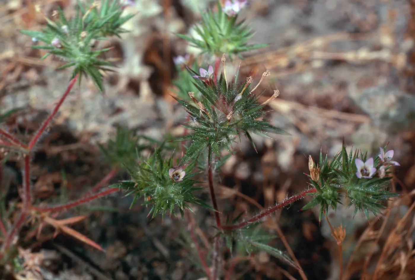 Navarretia, meadow #1, Yellowjacket Campground