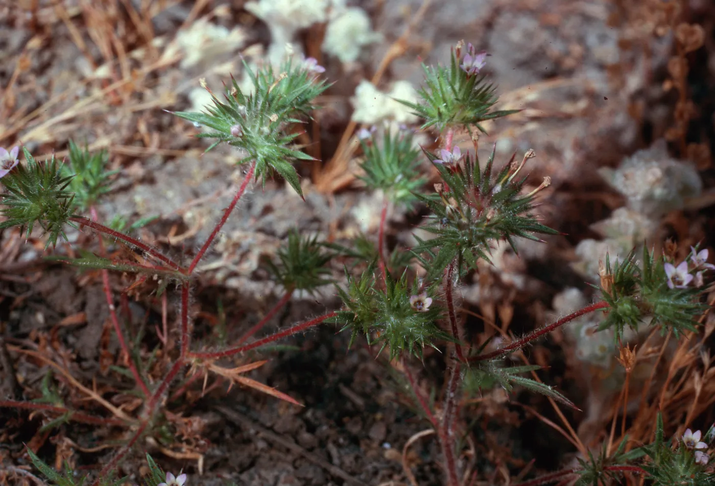 Navarretia, meadow #1, Yellowjacket Campground
