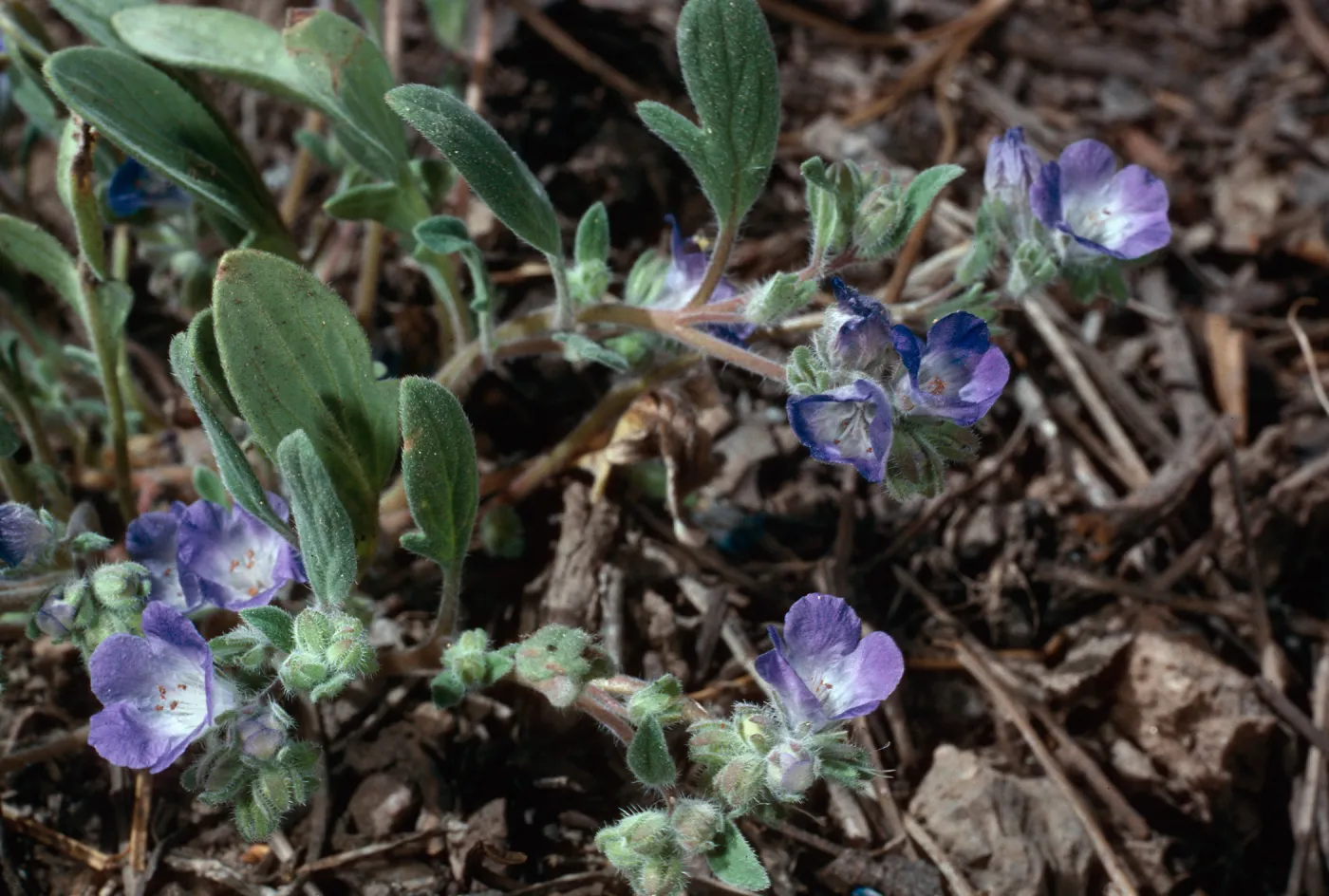 Phacelia, meadow #1, Yellowjacket Campground