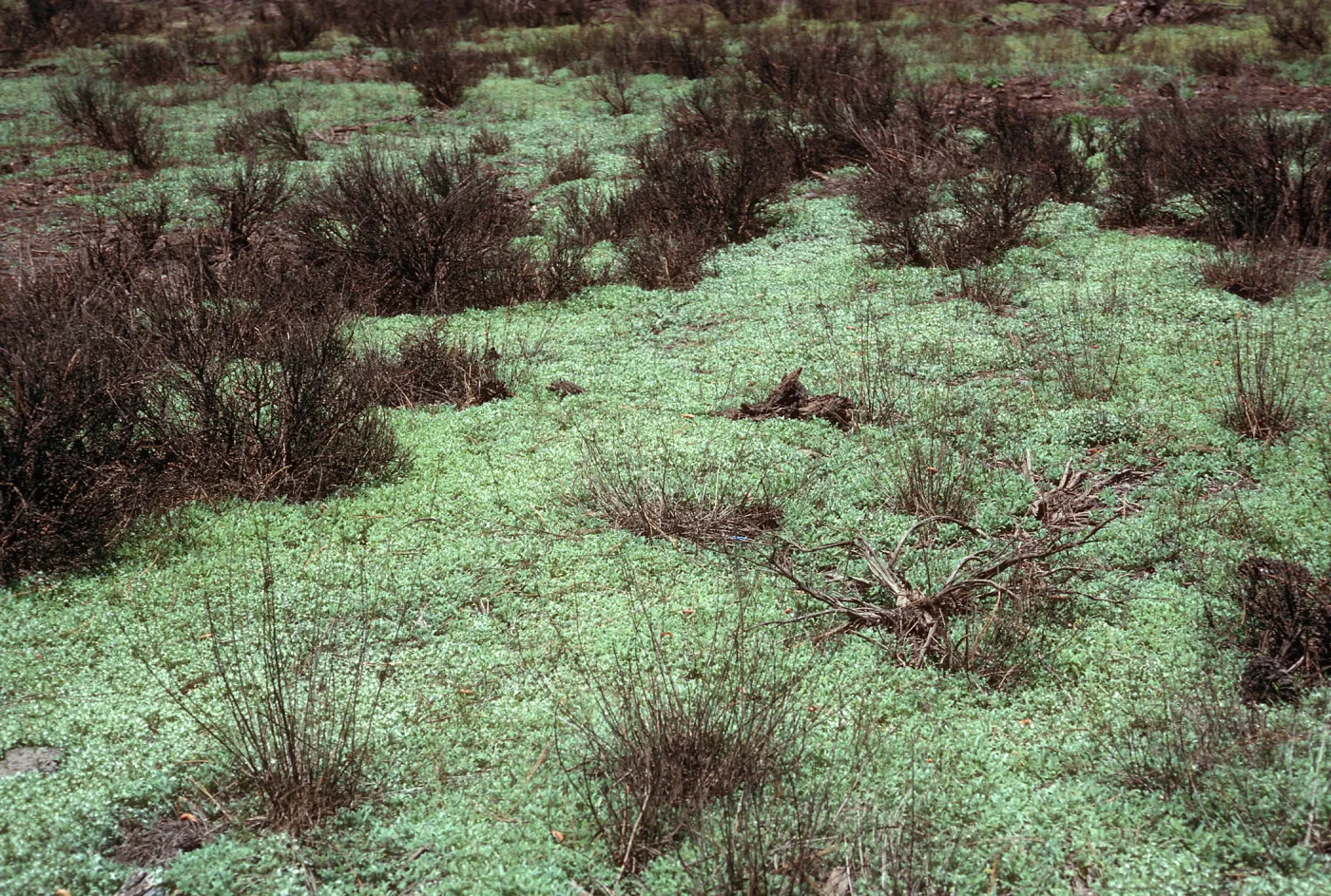 Gnaphalium palustre, edge of high water, meadow #2, Yellowjacket Campground