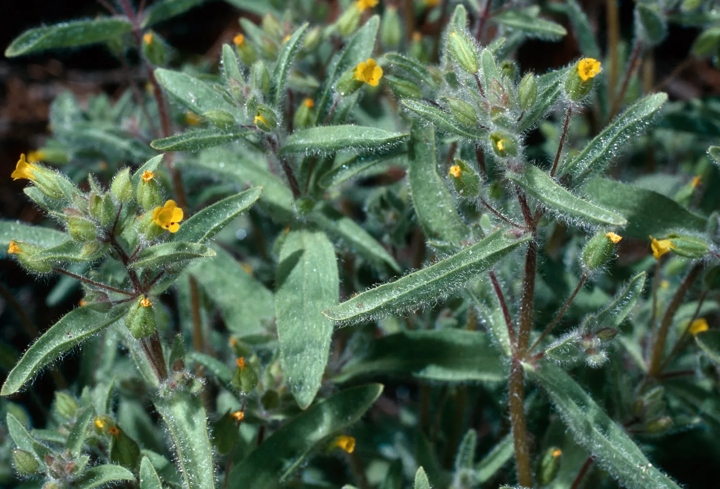 Mimulus pilosus, meadow #1, Yellowjacket Campground