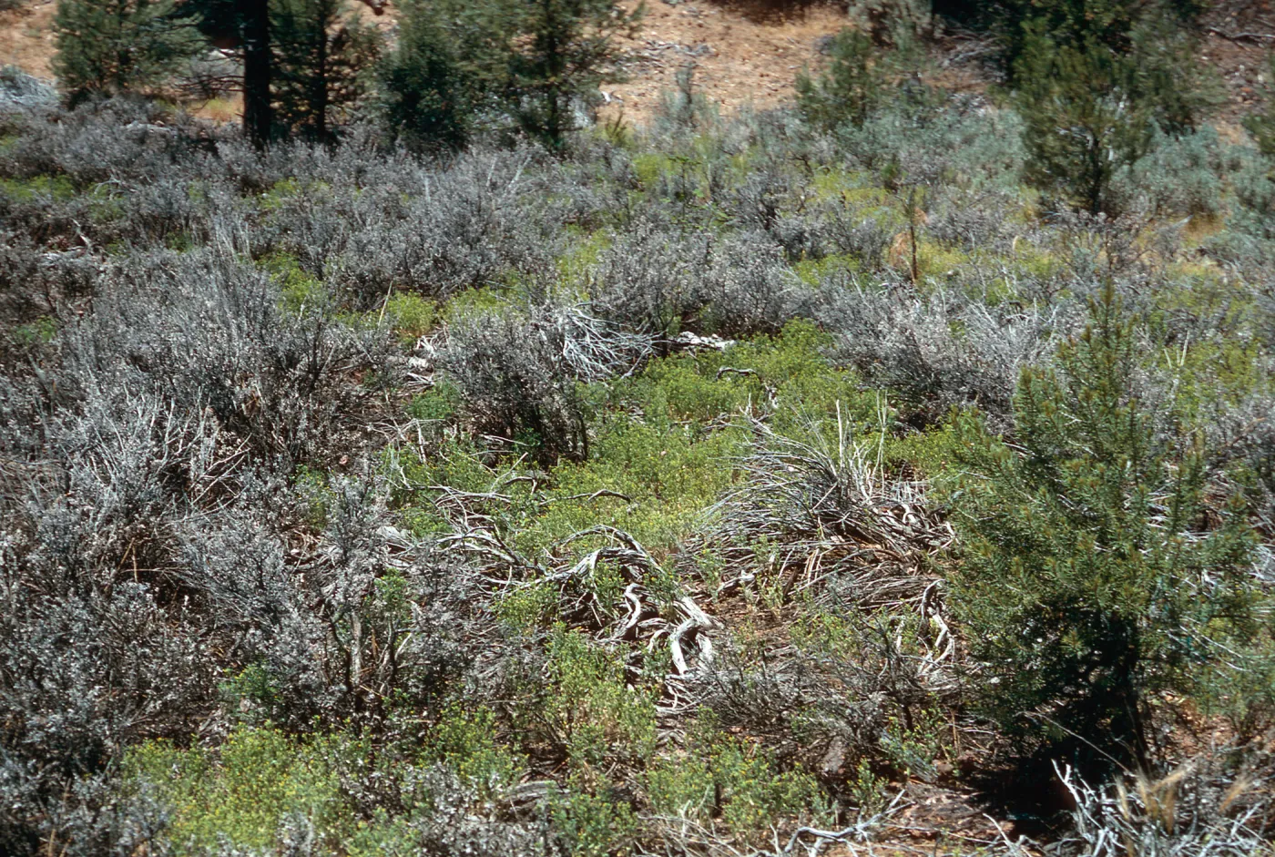 Mimulus pilosus, Northeast end of meadow #2, Yellowjacket Campground