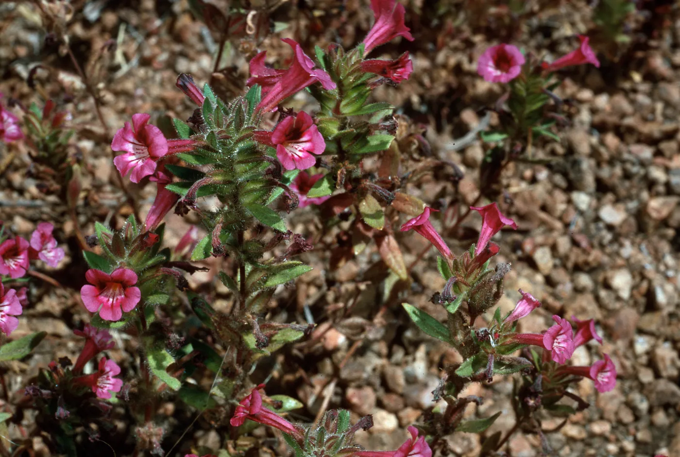 Mimulus, meadow #3, Yellowjacket Campground