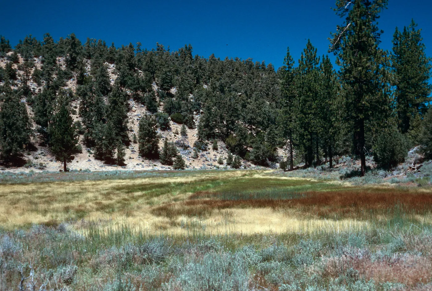 meadow #3, looking East, Yellowjacket Campground