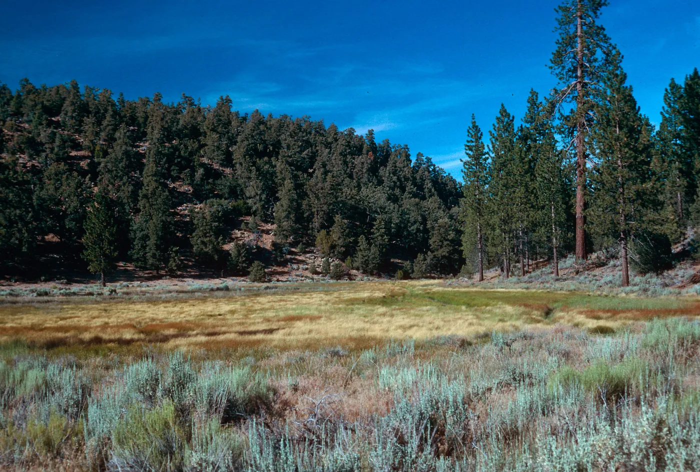 meadow #3, looking Northeast, Yellowjacket Campground