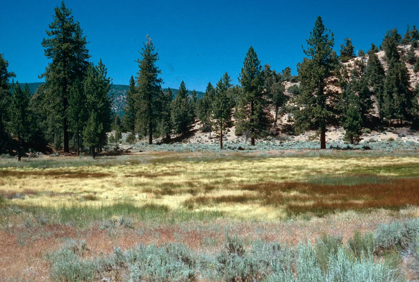 West end of meadow #3, looking North, Yellowjacket Campground