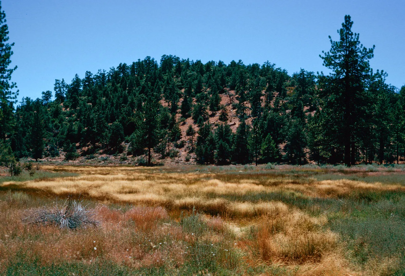 West end of meadow #3, Yellowjacket Campground