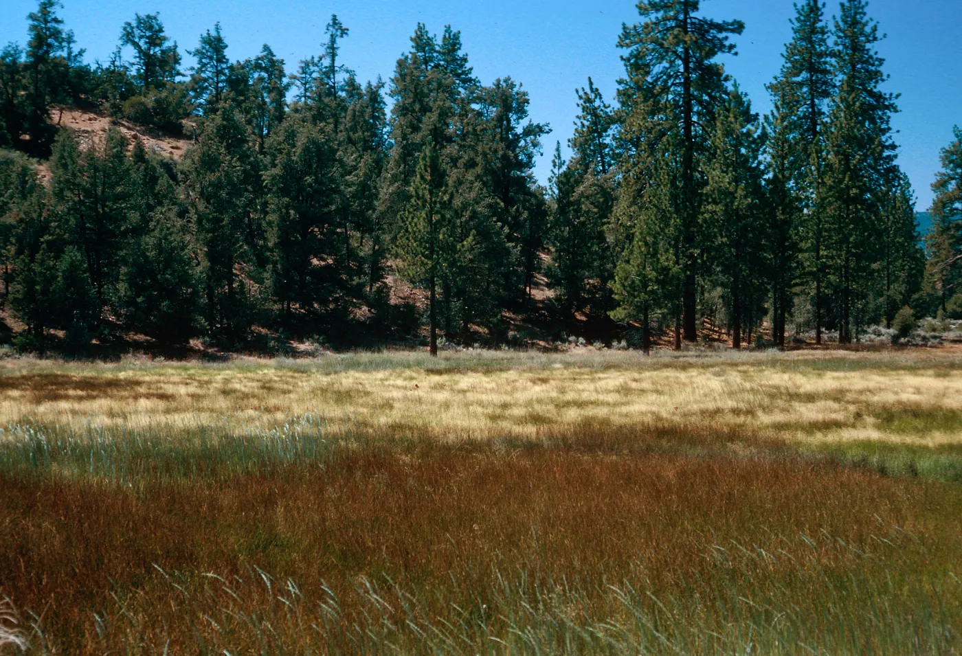 brown=Eleocharis, meadow #3, looking North, Yellowjacket Campground