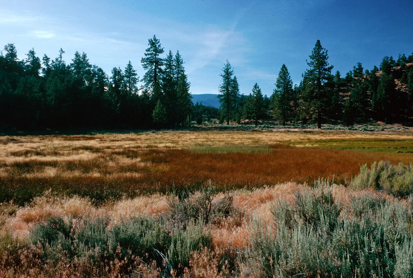 brown=Eleocharis, meadow #3, looking NorthYellowjacket Campground