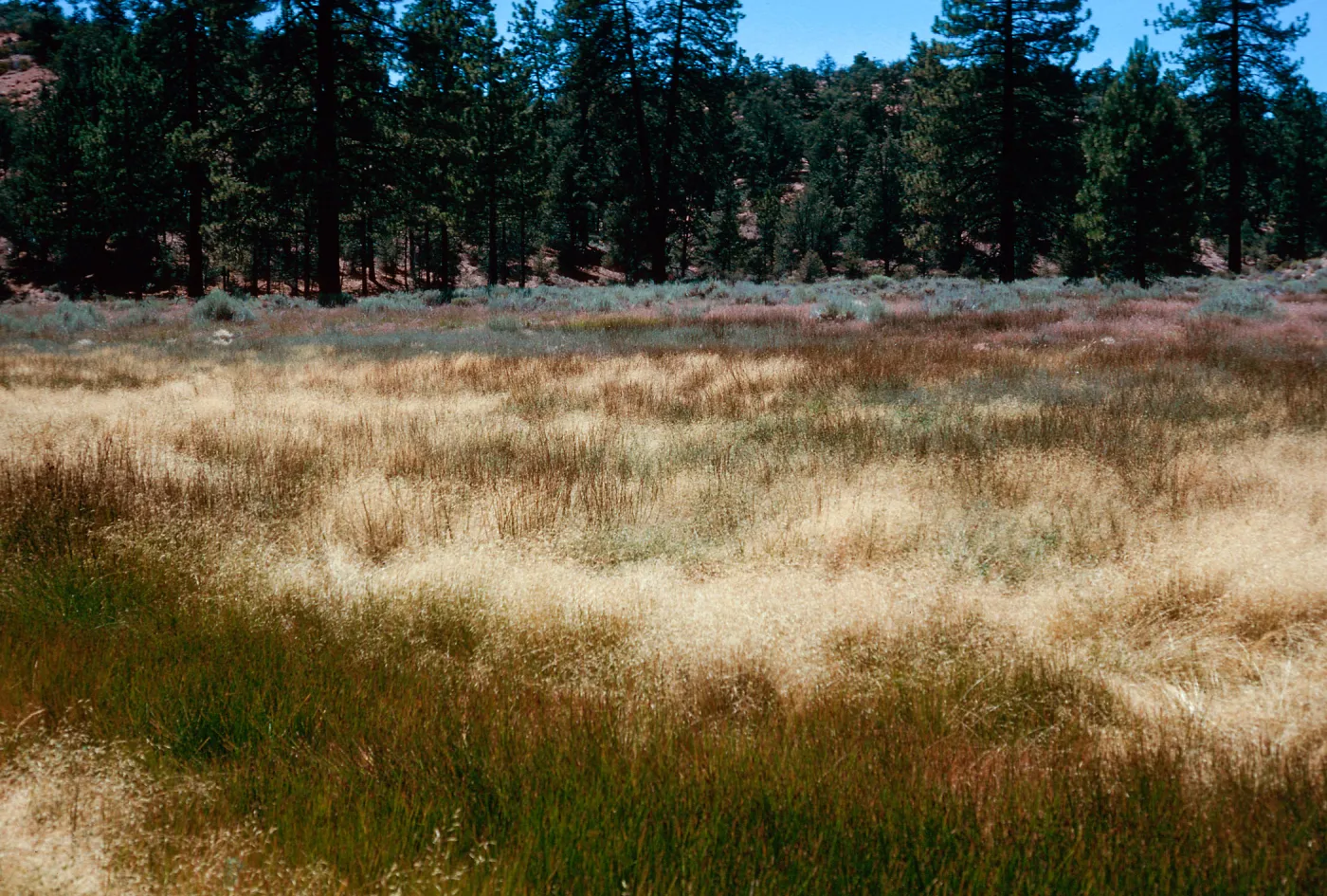 tan=Deschampsia danthonioides, meadow #3, looking West, Yellowjacket Campground