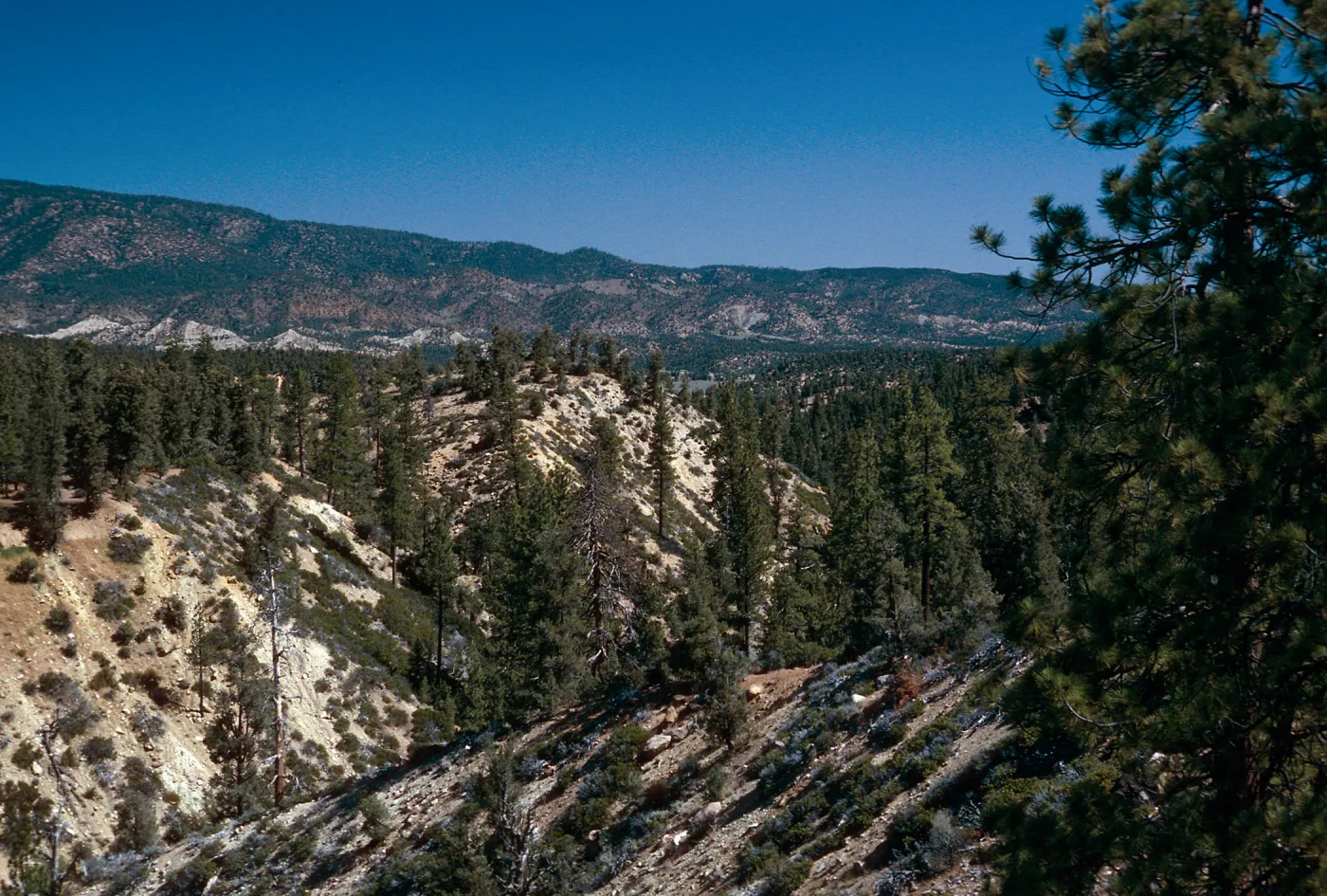 West end of Yellowjacket Trail, Yellowjacket Campground
