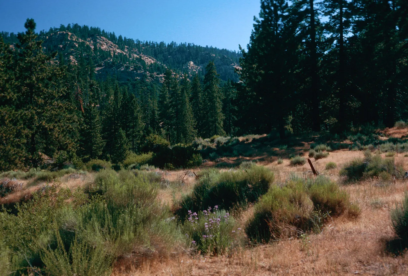 Yellowjacket Trail, Ventura County