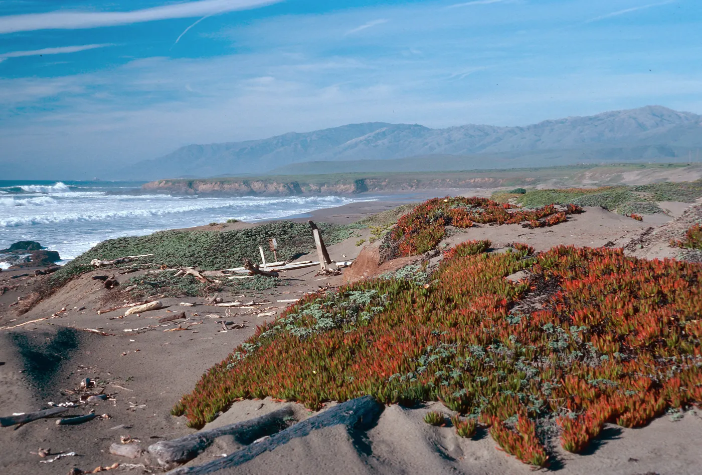 just North of Point Piedras Blancas lighthouse, San Luis Obispo County
