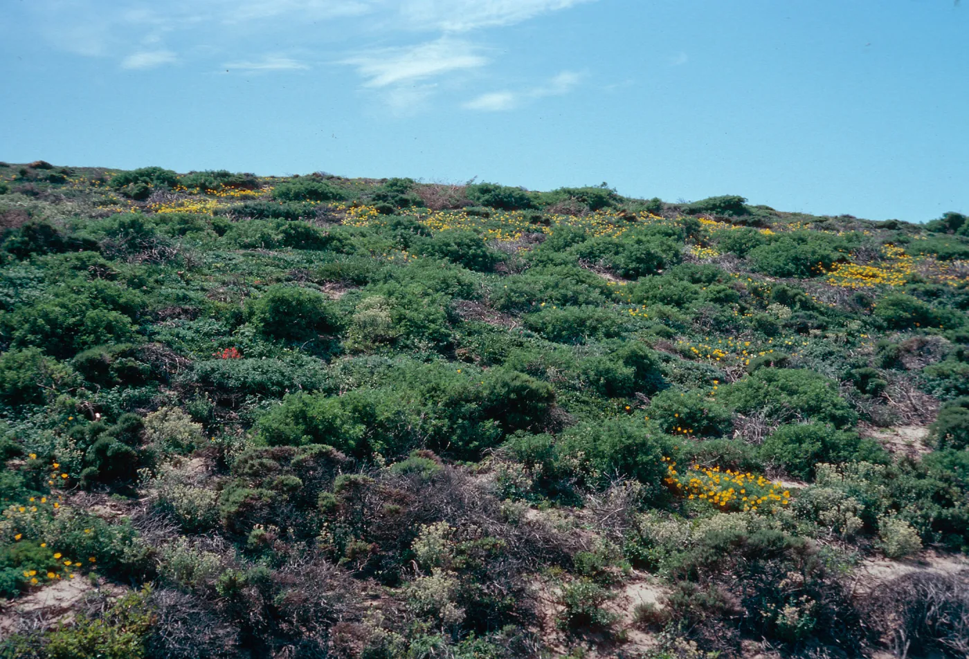 Eschscholzia californica maritima, stabilized dunes, North of Point Conception, Santa Barbara County
