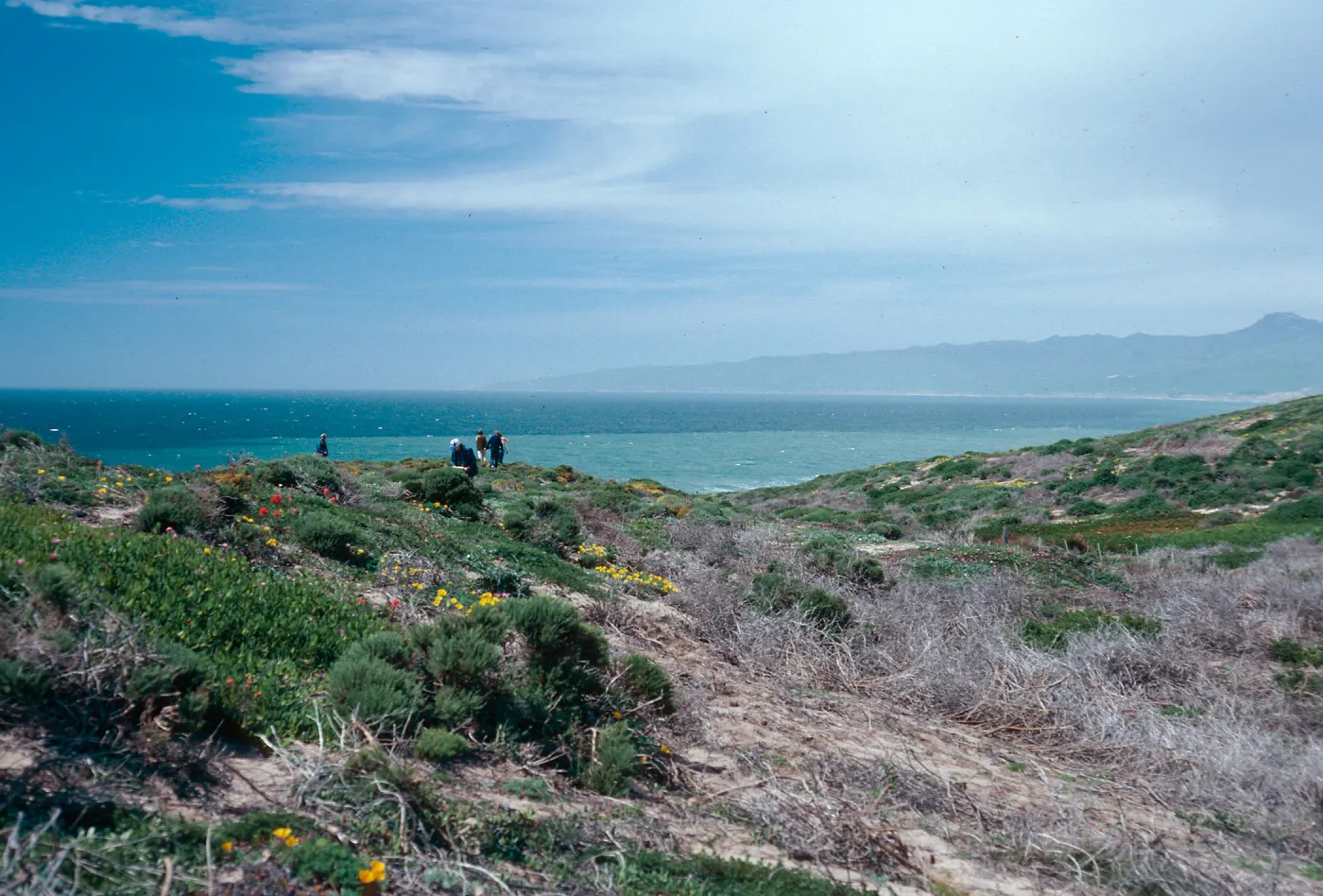 blufftop dunes, North of Point Conception, Santa Barbara County