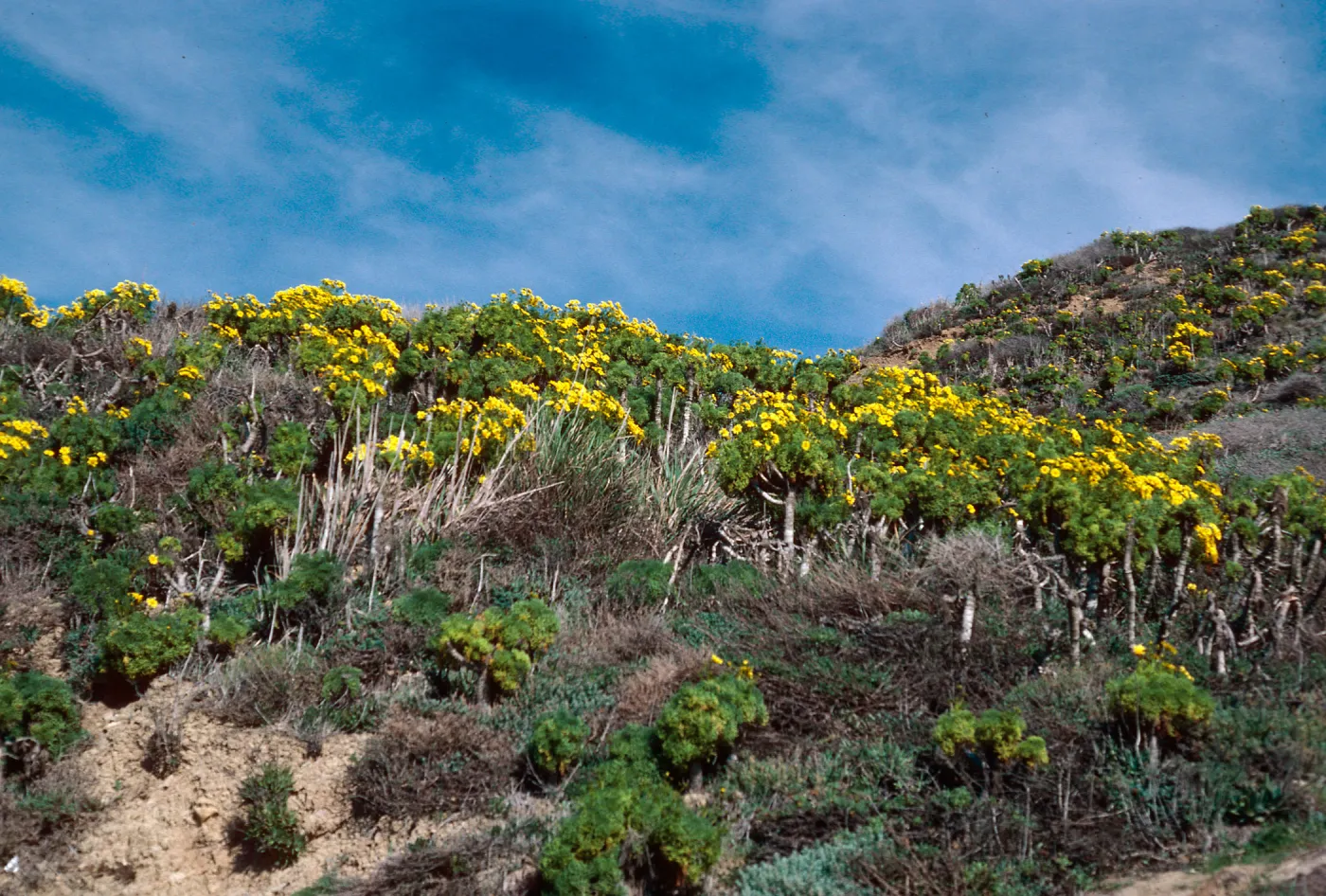 Coreopsis gigantea, Point Sal, Santa Barbara County