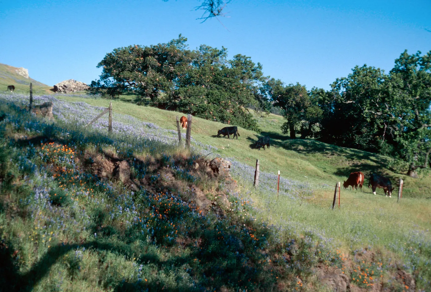 San Luis Obispo County