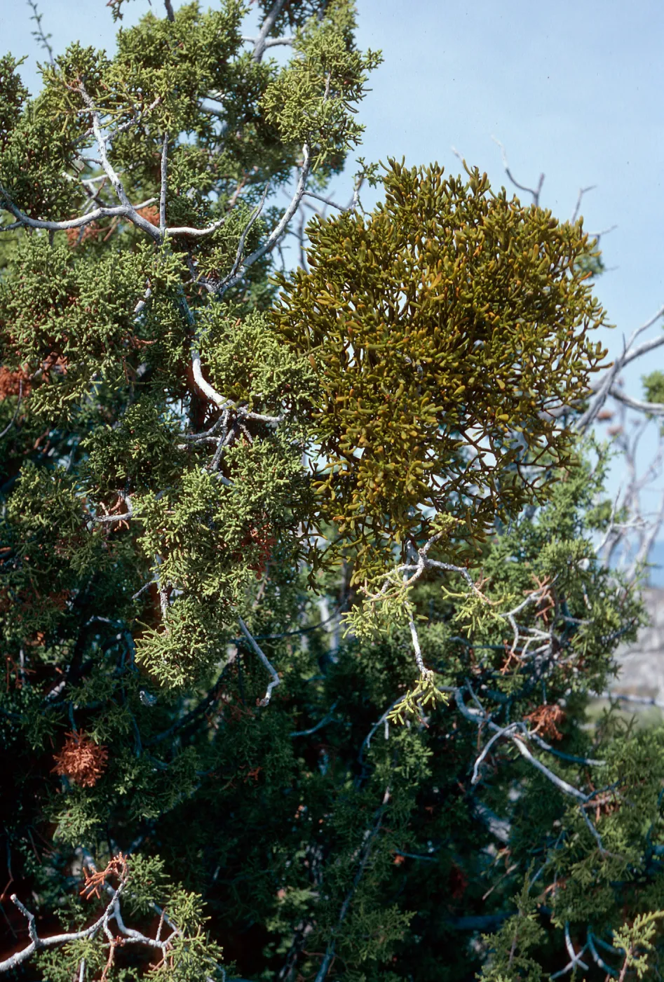 Anza-Borrego State Park