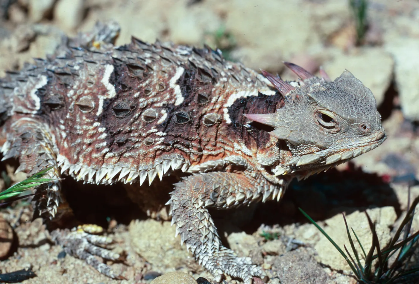 Horned Lizard, Lake Cachuma burn, Santa Barbara County