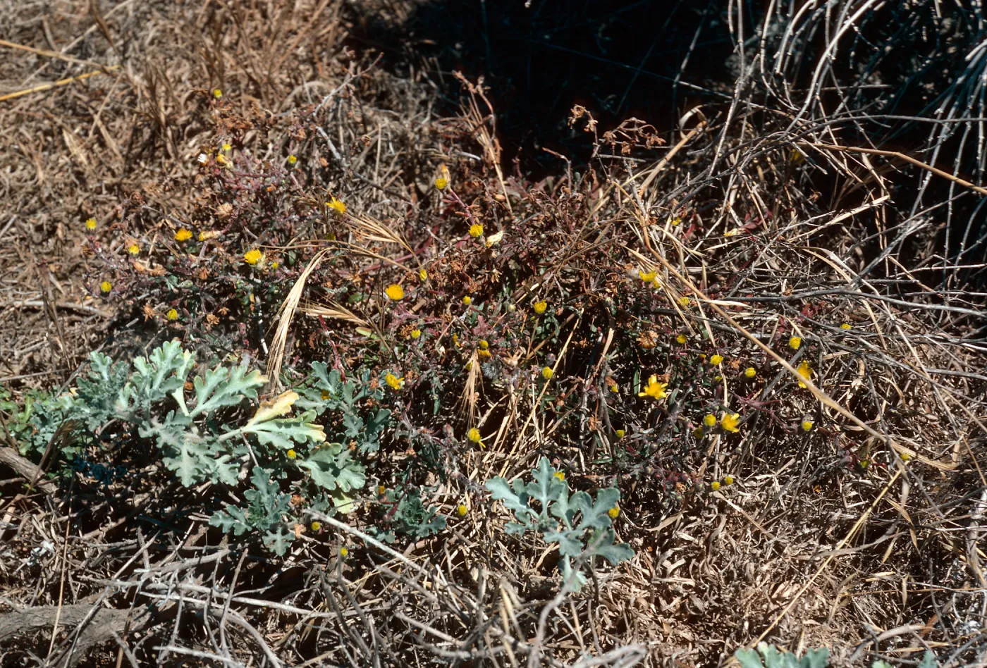 San Nicolas Island