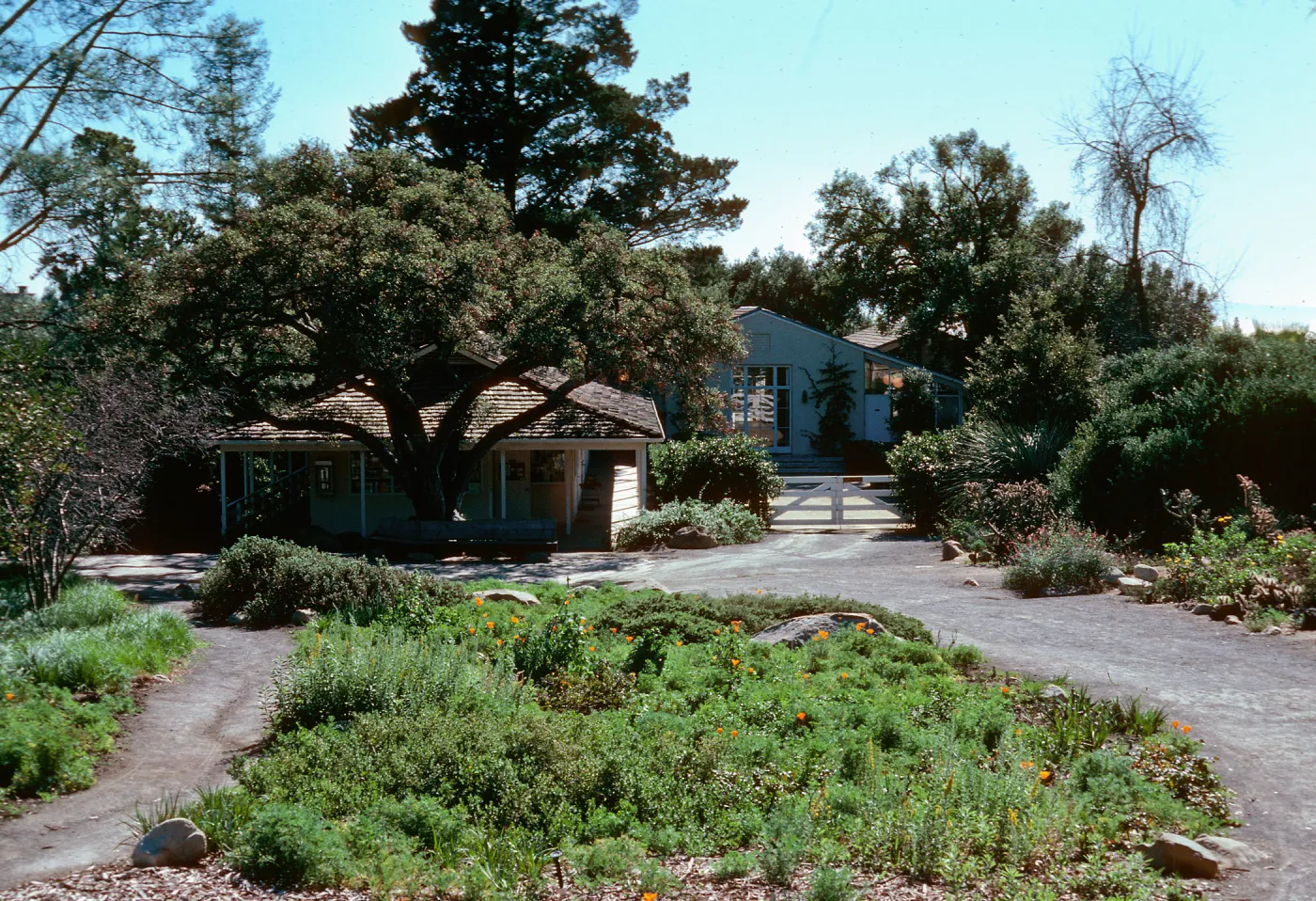 Groundcover display, Research Wing, Library, and Courtyard