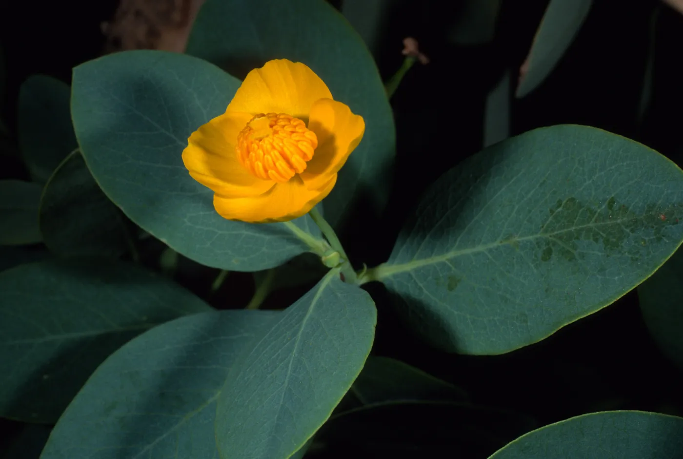 Dendromecon harfordii, Santa Barbara Botanic Garden