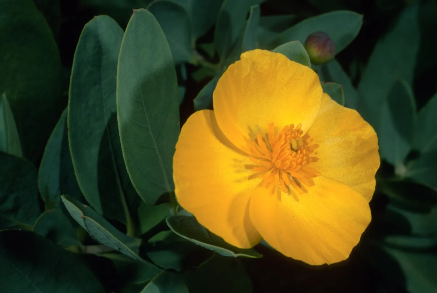 Dendromecon harfordii, Santa Barbara Botanic Garden