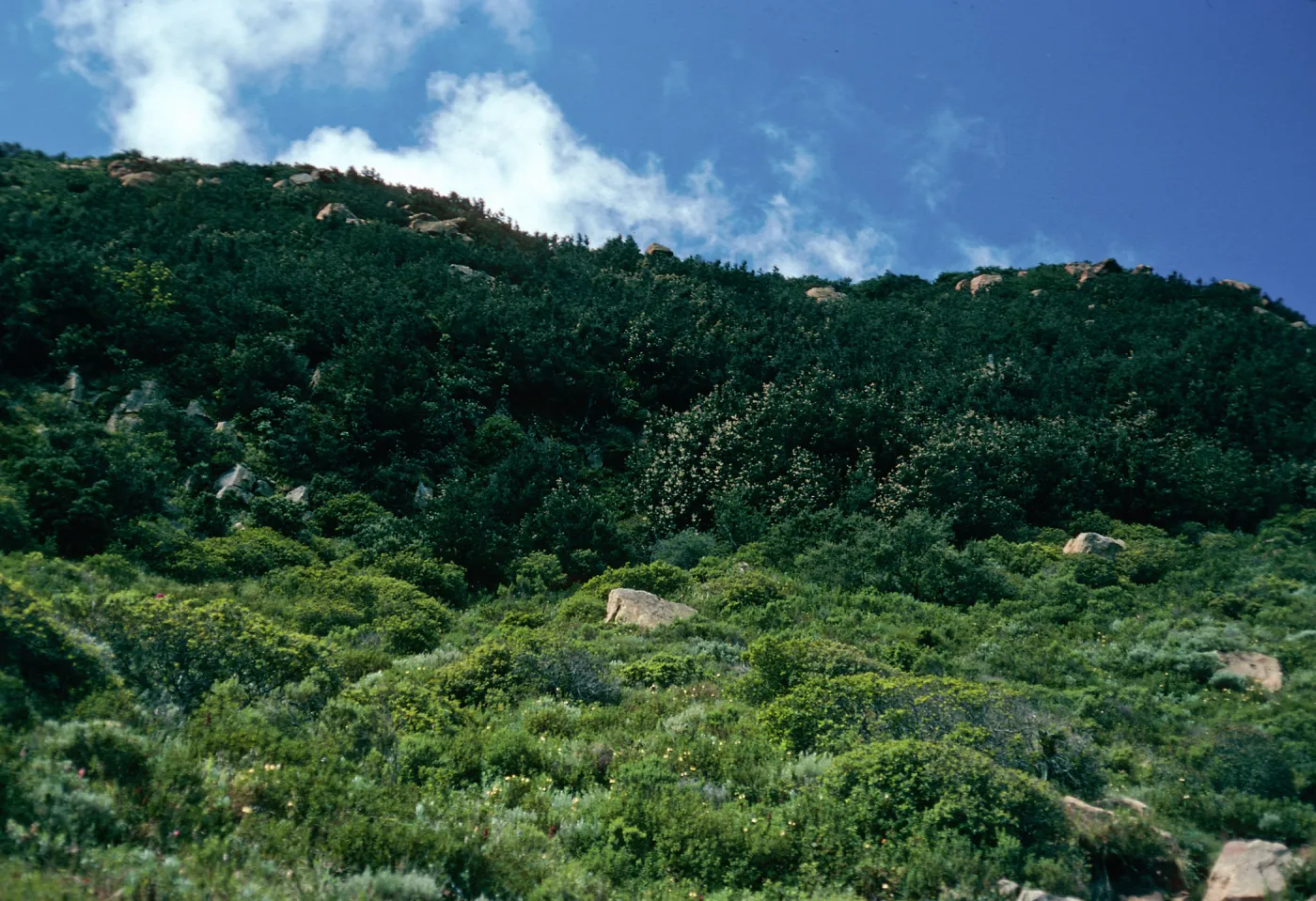 Lithocarpus Forest, head of San Augustine Road, Hollister Ranch, Santa Barbara County