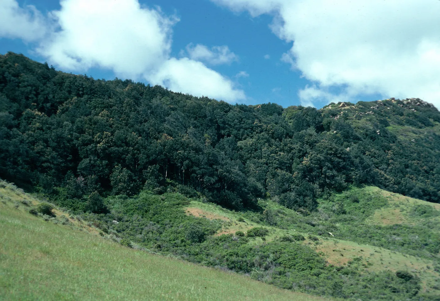 Lithocarpus Forest, head of San Augustine Road, Hollister Ranch, Santa Barbara County