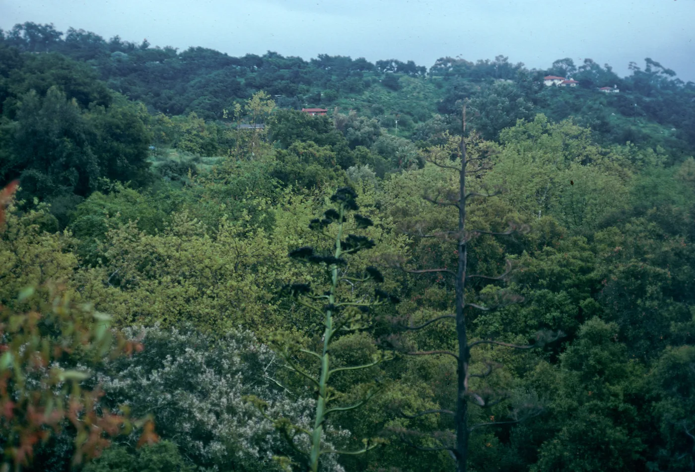 view from dining room, 1140 Tunnel road, Santa Barbara