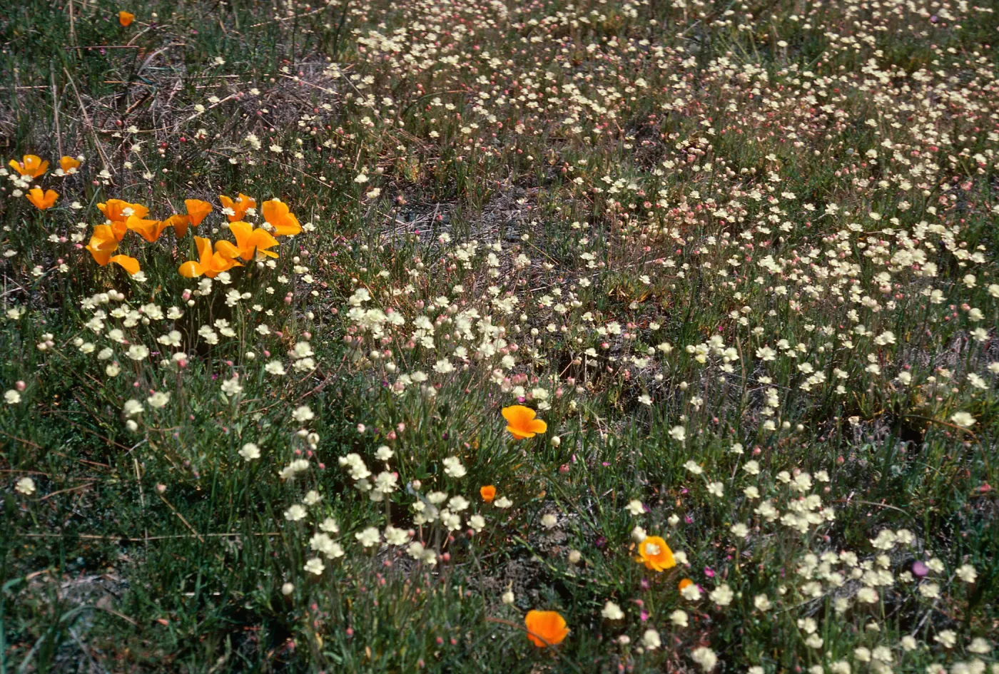 19 Oaks Trail, Santa Barbara County