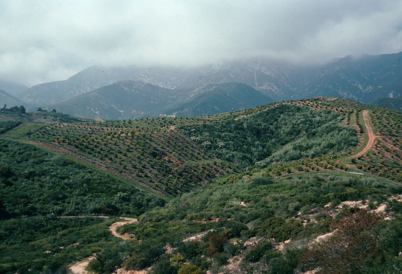new orchard, North of Toro Canyon County Park, Santa Barbara County