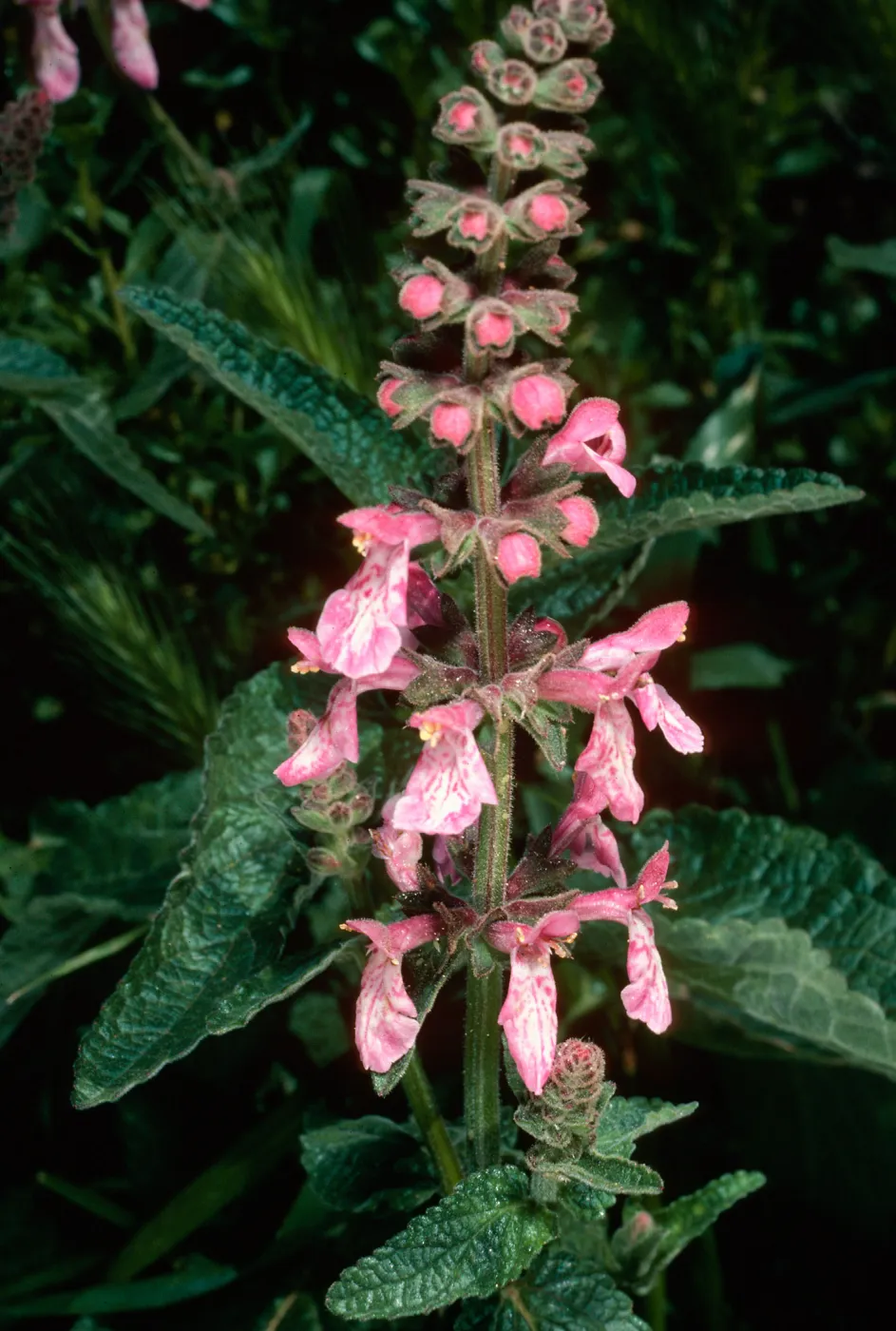 Stachys, Valley Road by Western Pines, Santa Barbara County