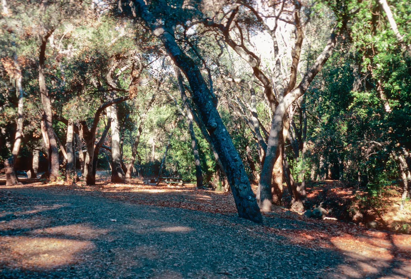 Oak Woodland, Nojoqui Falls County Park, Santa Barbara County