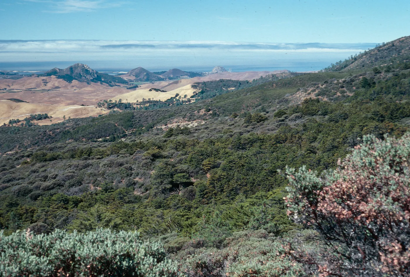 view of Los Osos Valley from Cuesta Botanical area, San Luis Obispo County