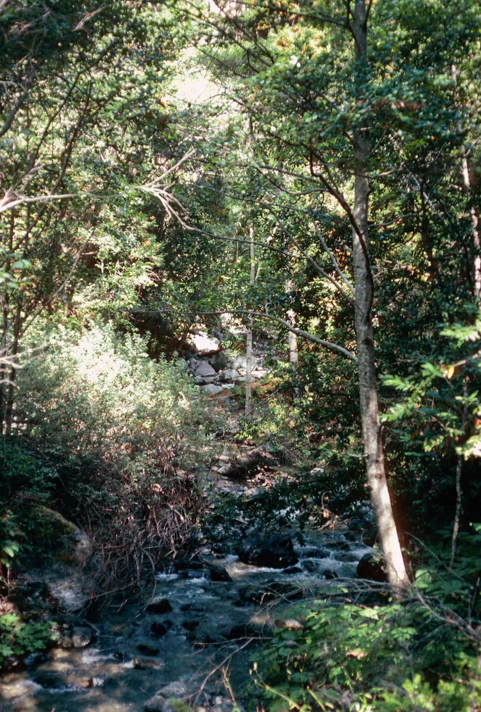 Big Creek Reserve, Monterey County