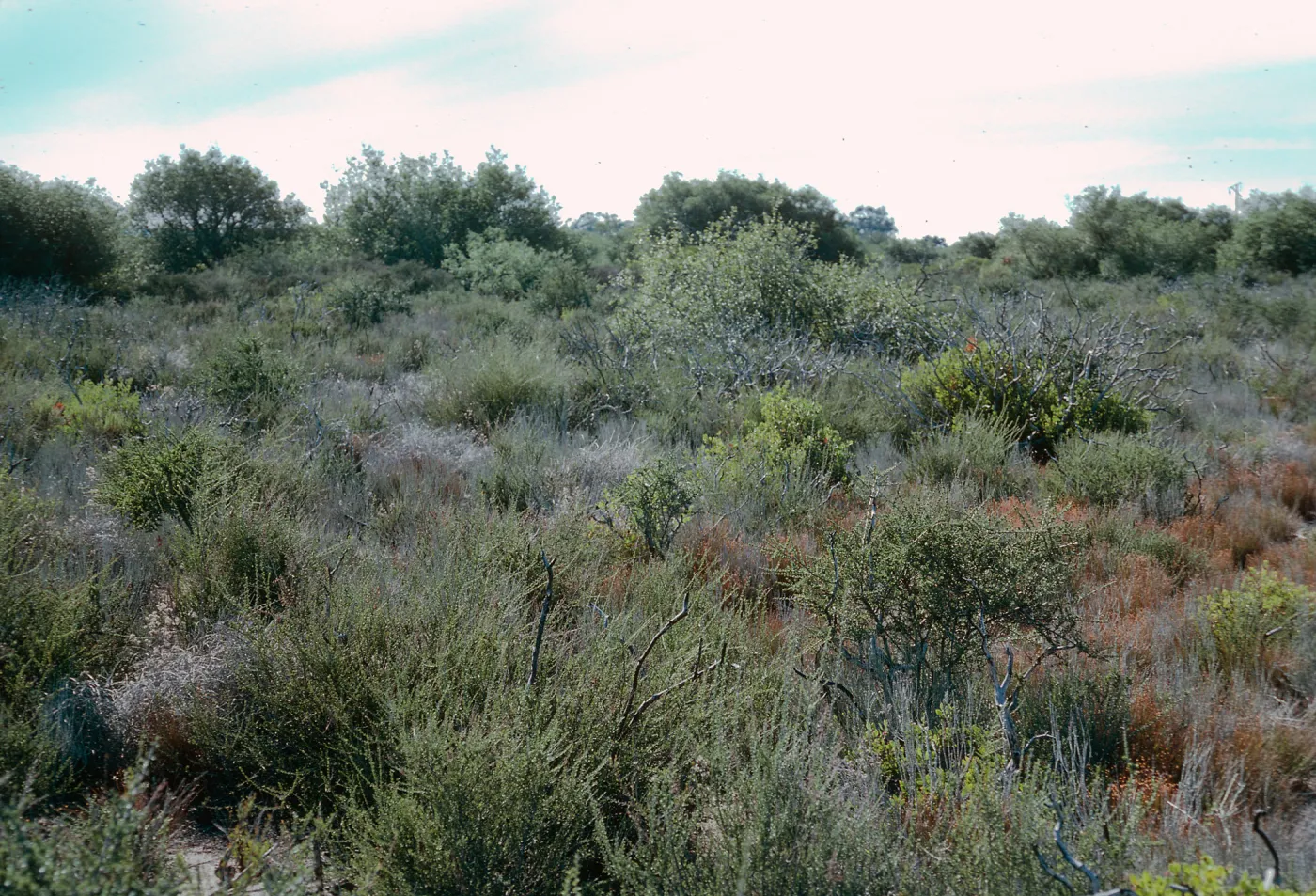 Chaparral, Burton Mesa, West of Rucker Road, Santa Barbara County