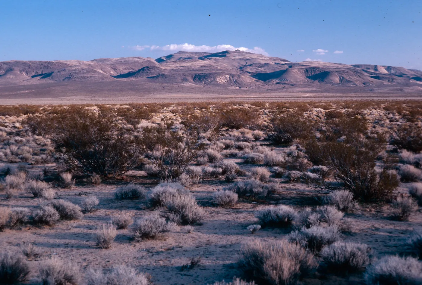 El Paso Mountains, just South of Robbers Roost, BLM North Mojave Desert, Kern County