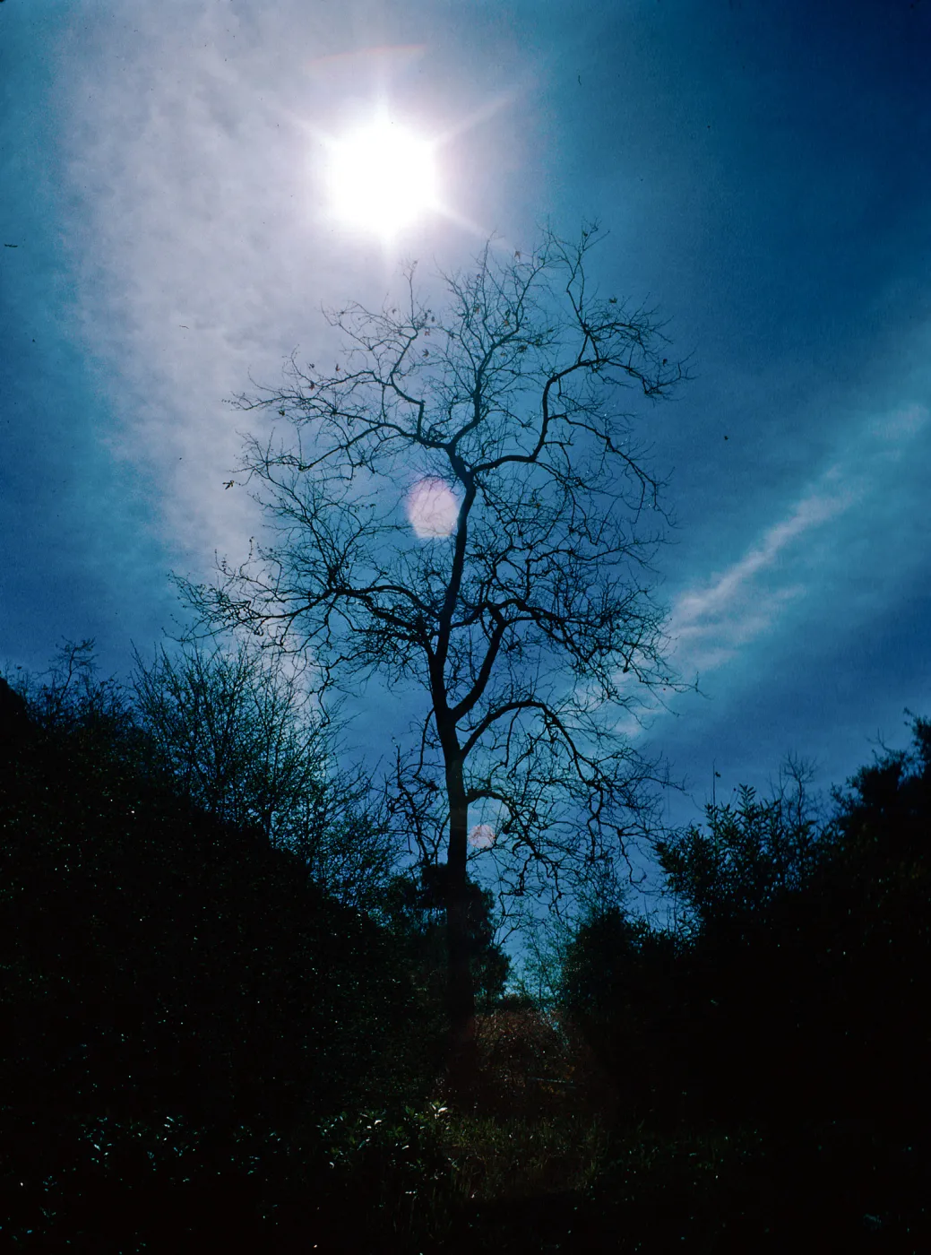Sun--Sycamore, Cold Spring Canyon, Santa Barbara County