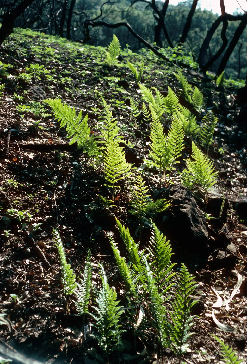 Dryopteris arguta, burn along road to Toro Canyon Park, Santa Barbara County