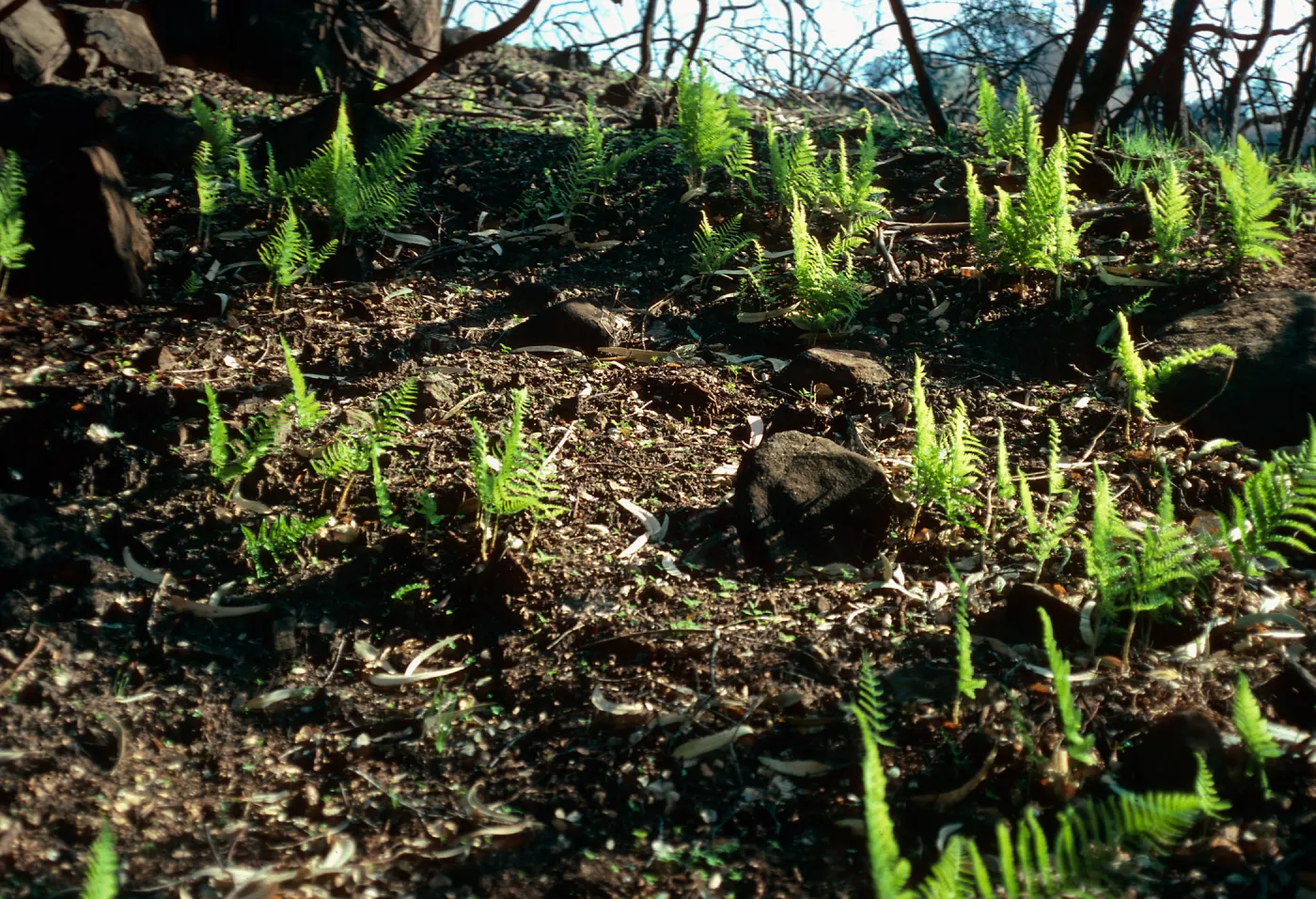 Dryopteris arguta, burn along road to Toro Canyon Park, Santa Barbara County