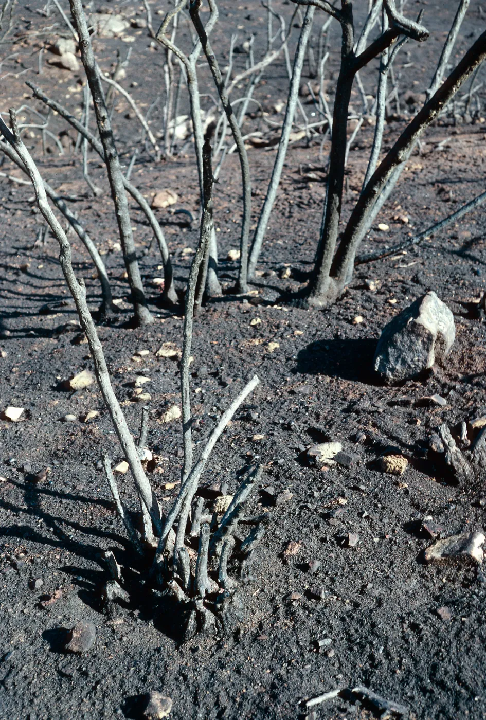 Lake Cachuma burn, at road to Bradbury Dam overview, Santa Barbara County