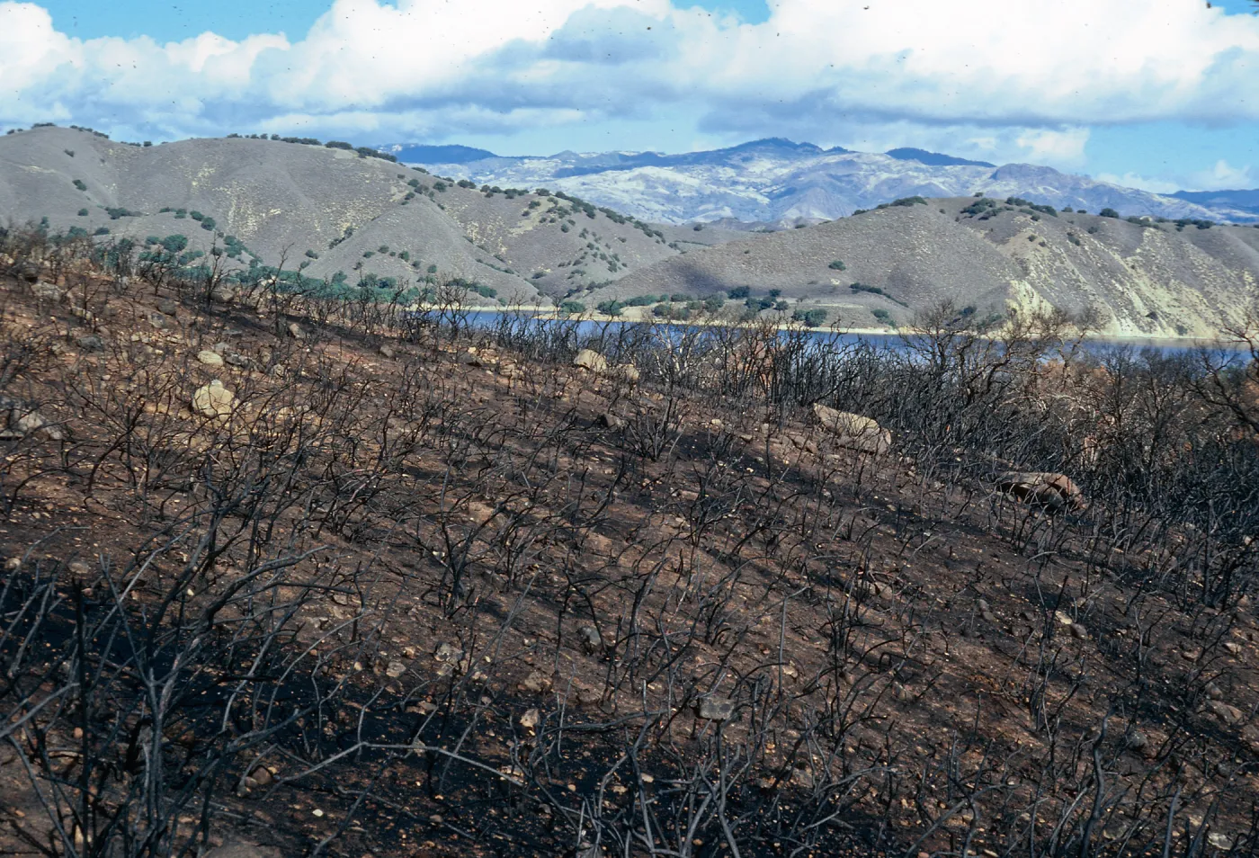 Lake Cachuma burn, at road to Bradbury Dam overview, Santa Barbara County