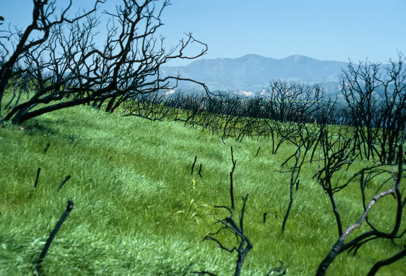 burn at Lake Cachuma, East of road to Bradbury Dam Observation Point, Santa Barbara County