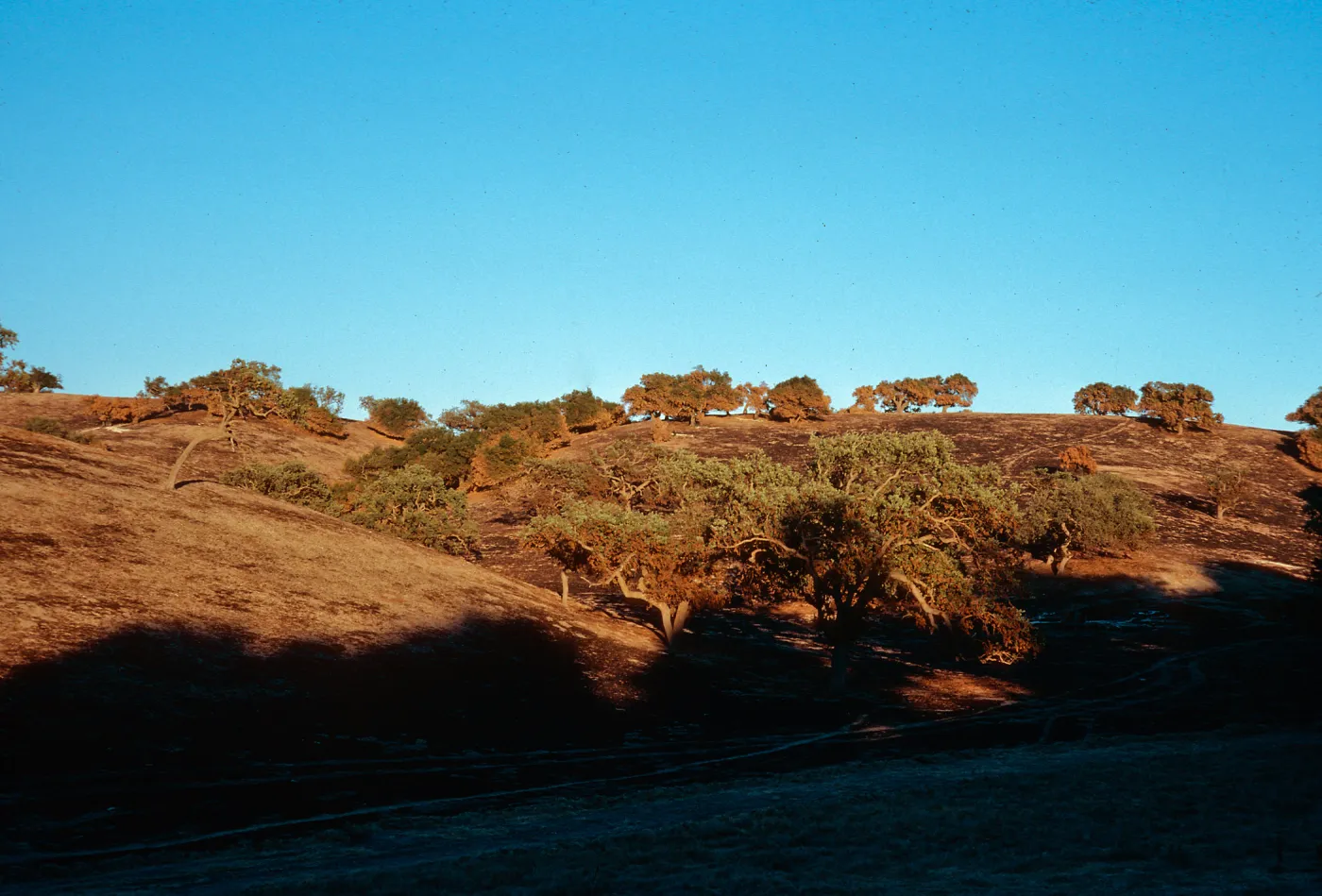 burn on Highway 154, just East of Highway 101, Santa Barbara County