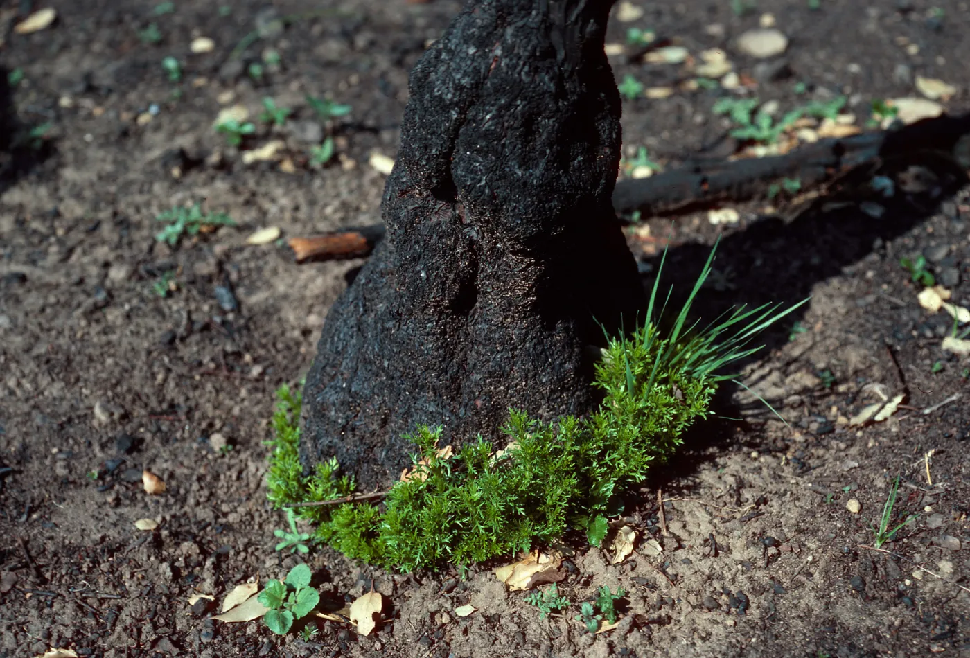 sprouts at base of Chamise, road to Toro Canyon Park, Santa Barbara County