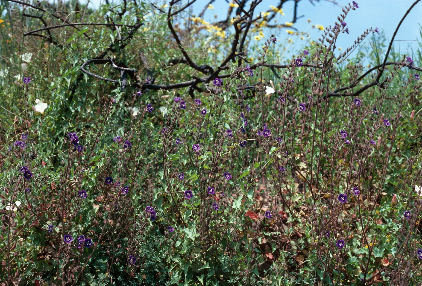 Phacelia, burn of Fall, 1978, Encinal Canyon Road, Santa Monica Mountains, Los Angeles County